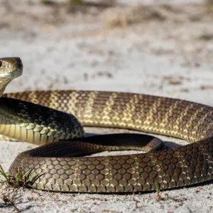 Est-ce que les serpents ont des oreilles ?
