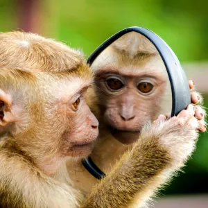 Les animaux sont-ils conscients d’eux-mêmes ?