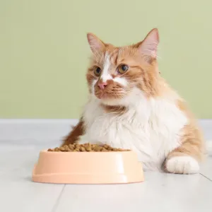 Quelle personnalité a votre chat ? Faites le test