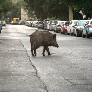 Pourquoi les sangliers envahissent-ils nos villes ?