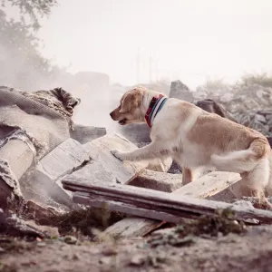 Comment les animaux savent-ils qu’un tremblement de terre approche ?