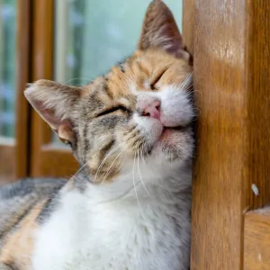 Votre chat se frotte partout ? Ce comportement en dit long sur lui