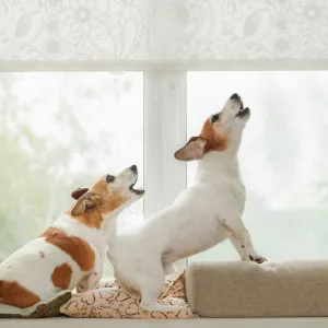 Votre chien aboie dès qu’il entend un bruit ? Voici comment le désensibiliser