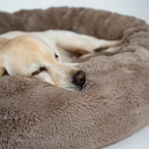 Pourquoi les chiens tournent-ils en rond avant de se coucher ?