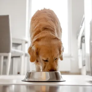 Votre chien mange trop vite ? Voici les astuces pour ralentir ses repas