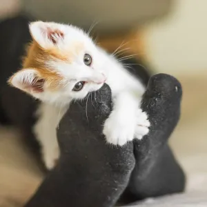 Votre chat attaque vos pieds sous la couette ? Voici comment stopper ce jeu agressif