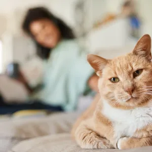 Votre chat vous ignore ? Voici comment créer (ou recréer) un vrai lien