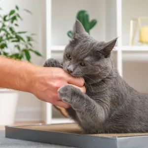 Votre chat attaque vos mains pendant le jeu ? Voici comment poser les bonnes limites