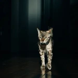 Votre chat court partout la nuit ? Voici comment retrouver des nuits calmes