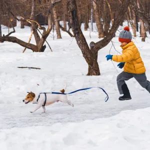 Votre chien fugue dès qu’il peut ? Voici comment renforcer sa sécurité et son attachement