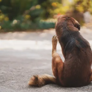 Votre chien se gratte tout le temps ? Voici comment identifier la cause