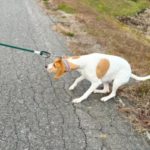 Votre chien devient ingérable en laisse ? Voici les erreurs à éviter