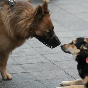 Votre chien a peur des autres chiens ? Voici comment l’aider à reprendre confiance