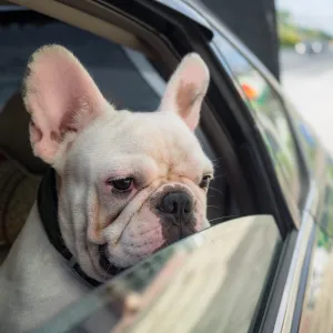 Votre chien ne supporte pas la voiture ? Découvrez comment l’habituer en douceur
