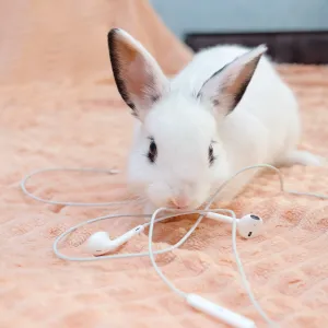 Votre lapin mordille vos câbles ? Voici comment le protéger (et protéger votre maison)