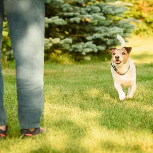 Votre chien ne revient pas quand vous l’appelez ? Voici comment améliorer le rappel