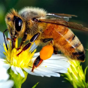 Pourquoi les abeilles sont en danger (et ce que vous pouvez faire)