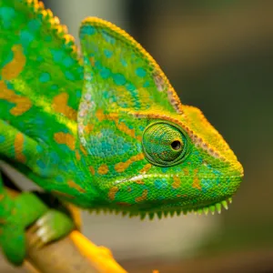Ces animaux qui changent de couleur selon leur humeur