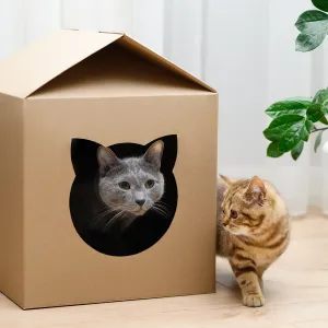 Pourquoi les chats adorent se cacher dans des boîtes ?