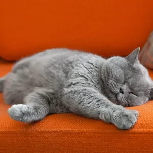 Votre chat dort-il trop ? Ce que cela révèle sur sa santé