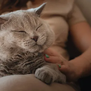 Le ronronnement du chat : plaisir, douleur ou communication ?