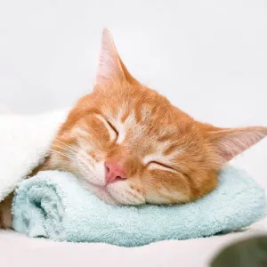 5 gestes simples pour améliorer la vie de votre animal au quotidien