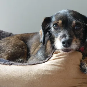 Pourquoi votre chien gratte le sol avant de dormir ? Les vétérinaires répondent