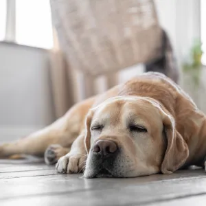 Peut-on vraiment laisser son chien seul toute une journée ?