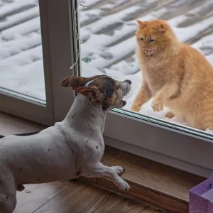 Chien ou chat : quel animal est le plus intelligent selon la science ?