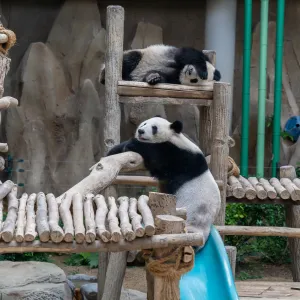 La vérité sur les zoos : sont-ils vraiment utiles pour les animaux ?