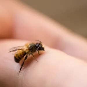 Les abeilles reconnaissent-elles les visages humains ?