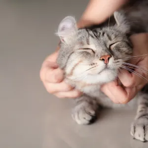Les races de chats les plus affectueuses selon les propriétaires