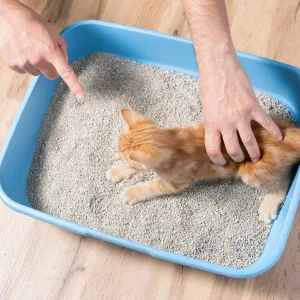 Votre chat refuse sa litière ? Les erreurs à éviter pour qu’il y retourne