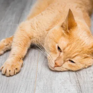 Comment savoir si votre chat souffre en silence ? Les signaux d’alerte