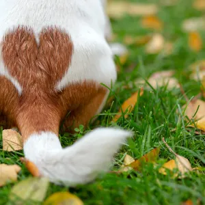 Pourquoi les chiens remuent la queue ? L’explication n’est pas si simple