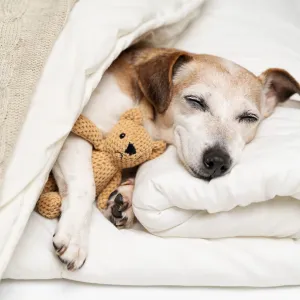 Les chiens rêvent-ils vraiment quand ils dorment ?