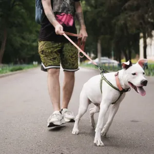 Votre chien tire en laisse ? 5 techniques simples pour des balades sereines