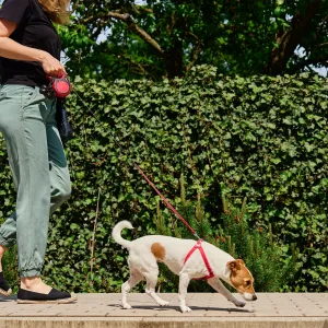 10 erreurs à éviter absolument quand on promène son chien en ville