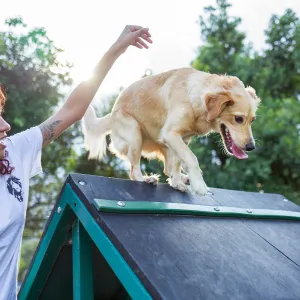 10 comportements étonnants chez le chien expliqués par un expert en éthologie