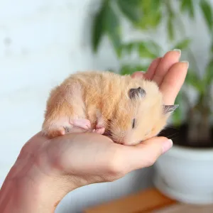 Votre hamster dort toute la journée ? Voici pourquoi c’est (souvent) normal