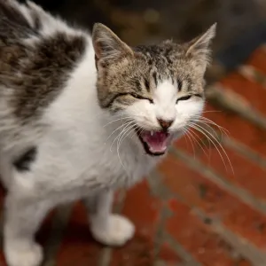 Le langage du chat : que signifient les miaulements courts et longs ?