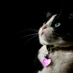 Les chats comprennent-ils vraiment leur prénom ? Ce que disent les études
