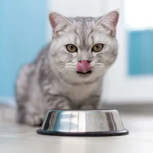 Votre chat renverse sa gamelle d’eau ? Voici pourquoi et comment y remédier