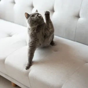 Votre chat griffe votre canapé ? Voici comment sauver vos meubles