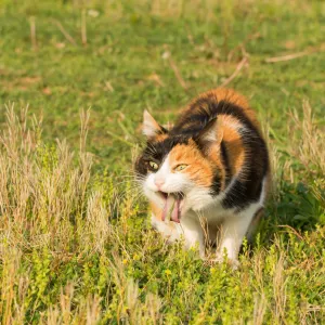 Votre chat vomit souvent ? Voici quand s’inquiéter (et quoi faire)