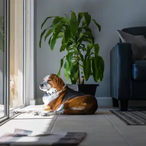 Votre chien refuse de sortir ? Voici comment l’encourager sans le forcer