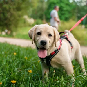 Votre chien mange ses crottes ? Découvrez les vraies causes et les solutions