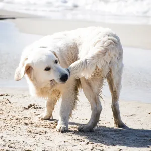 Votre chien tourne sur lui-même ? Ce comportement a-t-il une signification ?