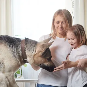 Votre chien a peur des invités ? Aidez-le à retrouver confiance