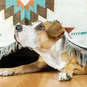 Votre chien a peur de l’orage ? Voici comment le rassurer efficacement